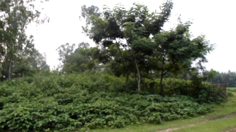 মৃত ব্যক্তির কবরস্থান।